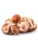 Shiitake (L. edodes)