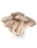 Oyster mushroom (P. ostreatus)