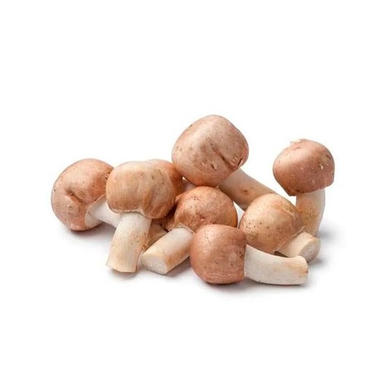 Cogumelo-do-sol (A. blazei)