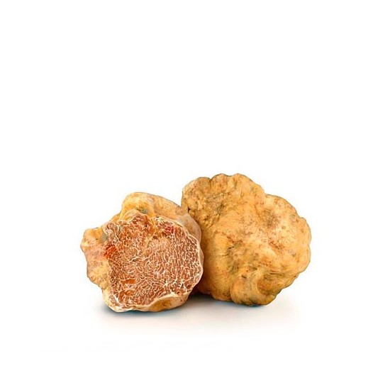 White truffle (T. magnatum)