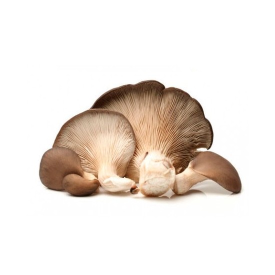 Cogumelos ostra