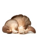 Pleurotus, Pleurote en huitre