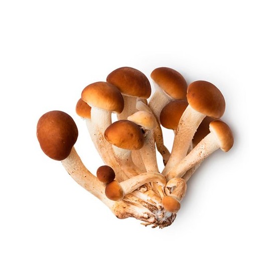 Cogumelos de choupo