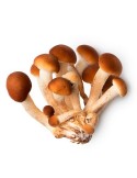 Poplar mushrooms