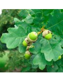 Mycorrhizal oak trees