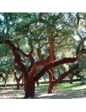 Mycorrhizal cork oaks