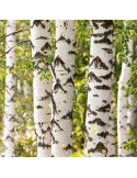 Mycorrhizal birch trees