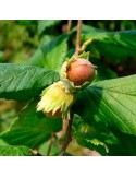 Mycorrhizal hazelnut trees