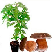 ▷ Comment faire pousser des champignons 【 GUIDE COMPLET 】