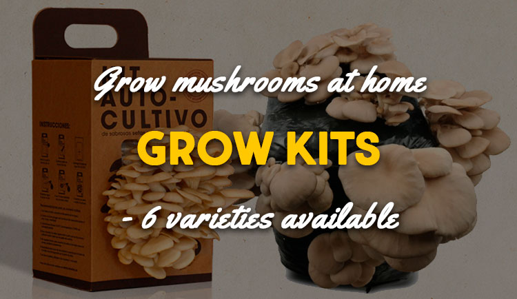 engl Manual 20 gr DRY Seeds Spores Maitake KIT mushrooms Mycelium 