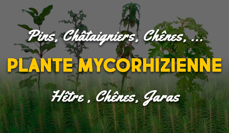 plante mycorhizienne