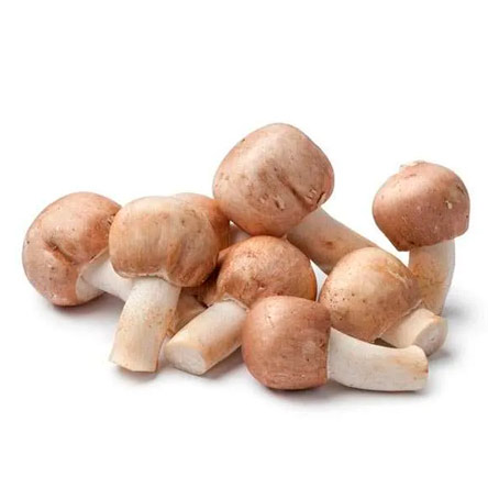 Sun Mushroom (Agaricus blazei)