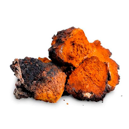 Chaga (Inonotus obliquus)