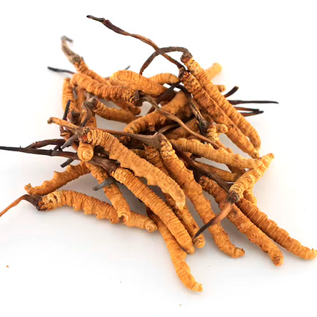 Cordyceps (C. sinensis)