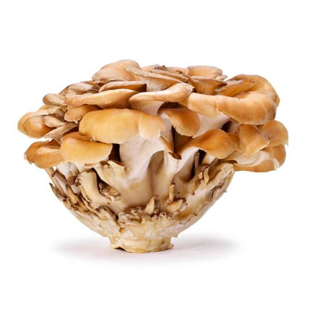 Maitake (Grifola frondosa)