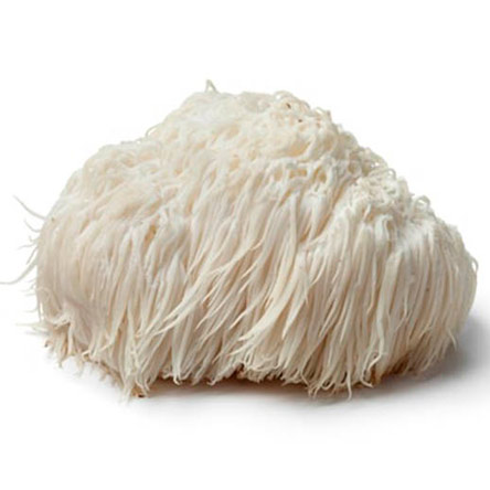 Juba de leão (Hericium erinaceus)