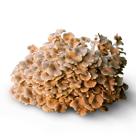 Polyporus (P.