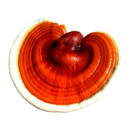 REISHI