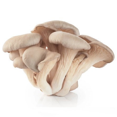 Other medicinal mushrooms