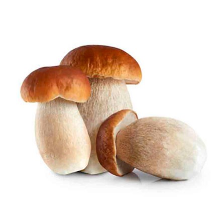 Boletus