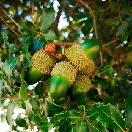 Encinas micorrizadas