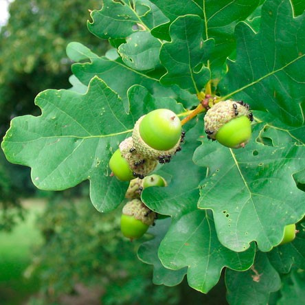 Querce micorriziche