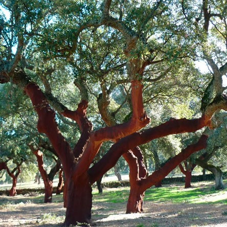 Querce da sughero micorriziche