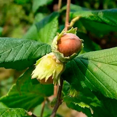 Noccioli micorrizici