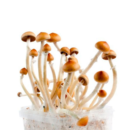 Culture de champignons à la maison - La Huerta Blog