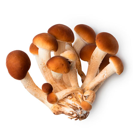 ▷ Comment faire pousser des champignons 【 GUIDE COMPLET 】